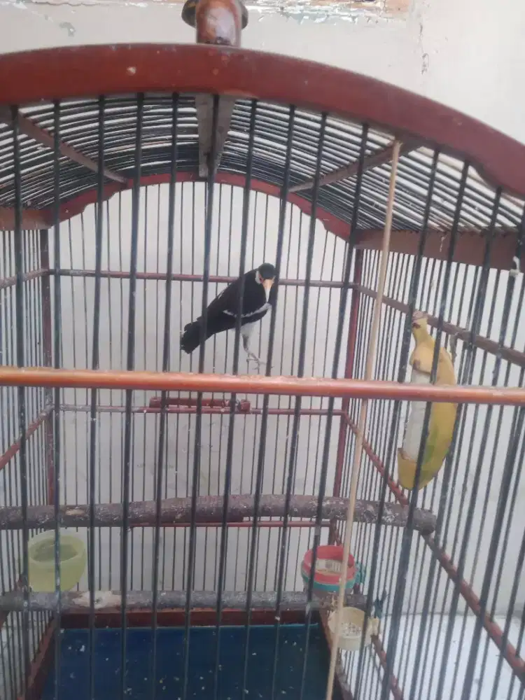 Burung jalak suren remaja