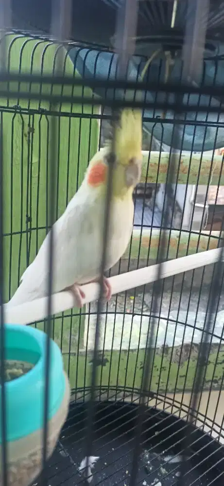 Burung Palk Australi