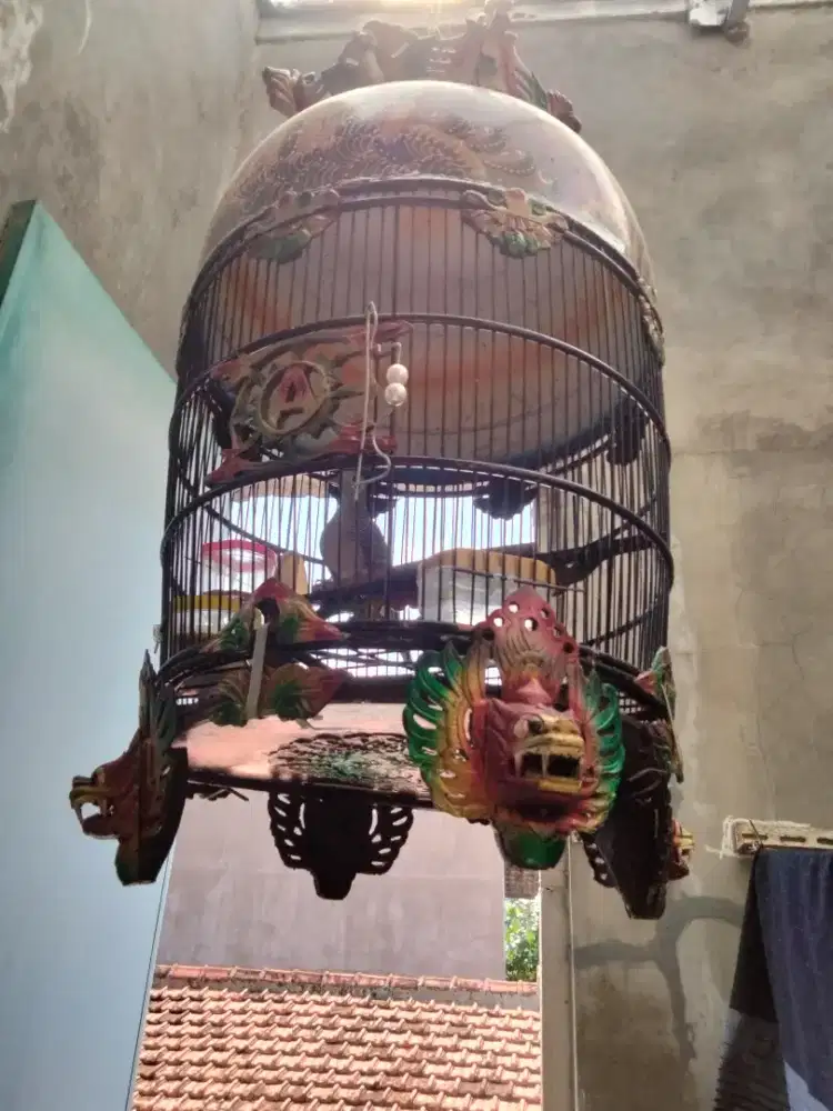 Perkutut lokal alam gacor