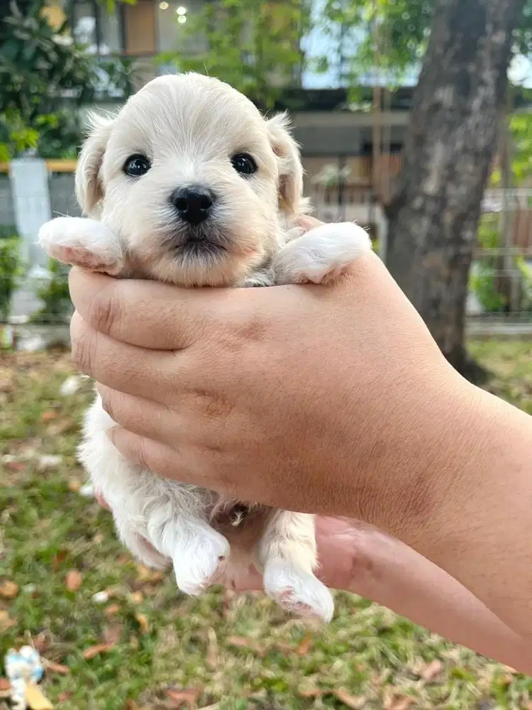 PUPPIES TINY MALTIPOO JANTAN