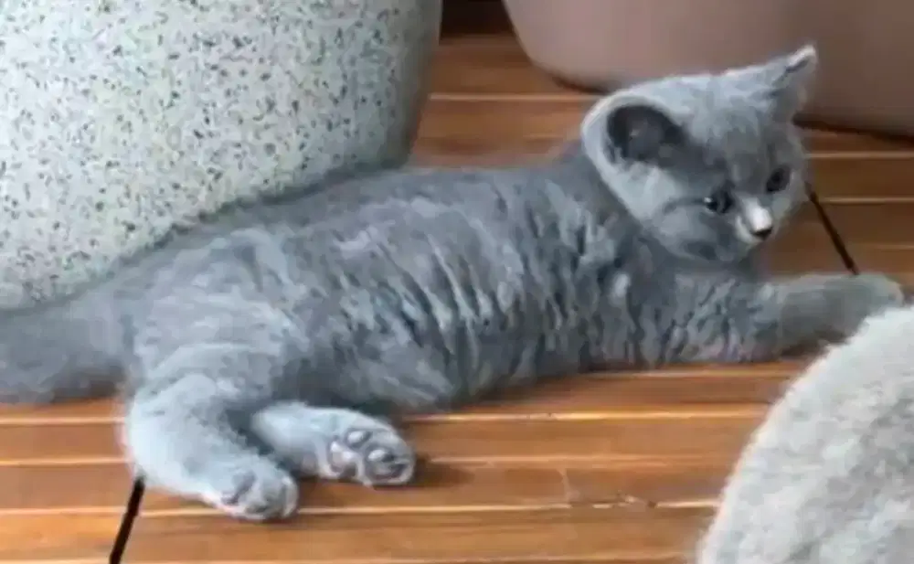 KITTEN BSH  2 BULAN