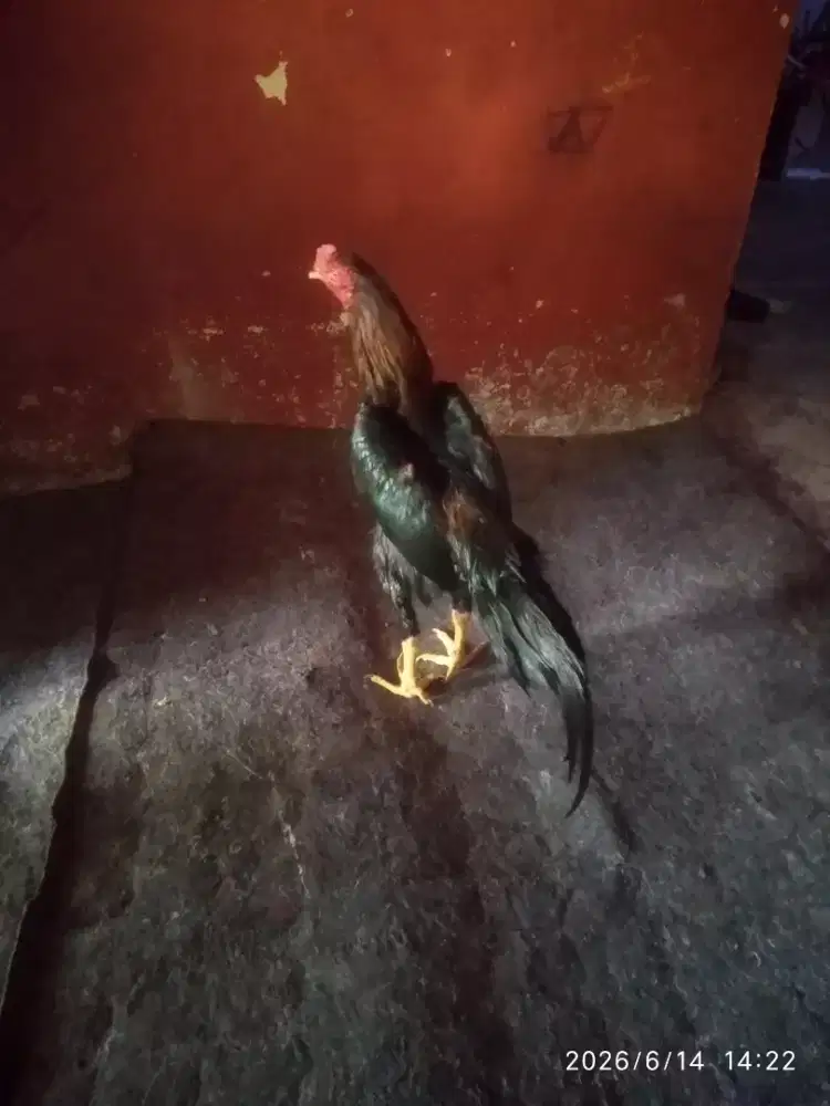 Ayam bangkok clasik