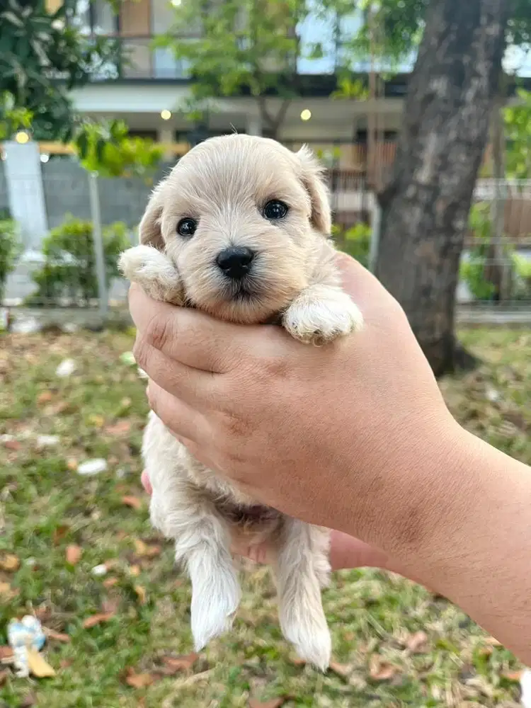 Puppies Tiny Maltipoo Betina