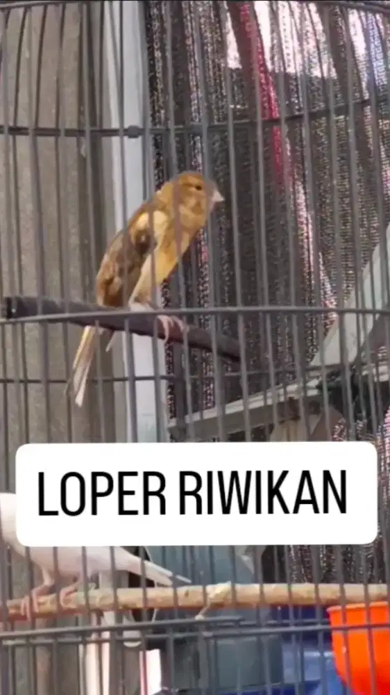 Kenari loper riwikan