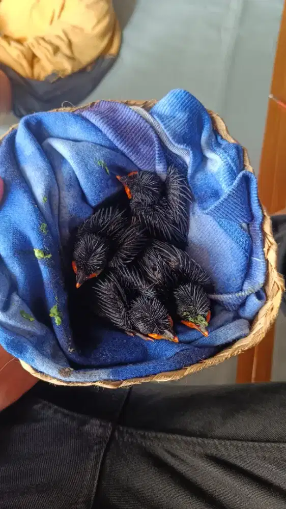 Burung pancawarna