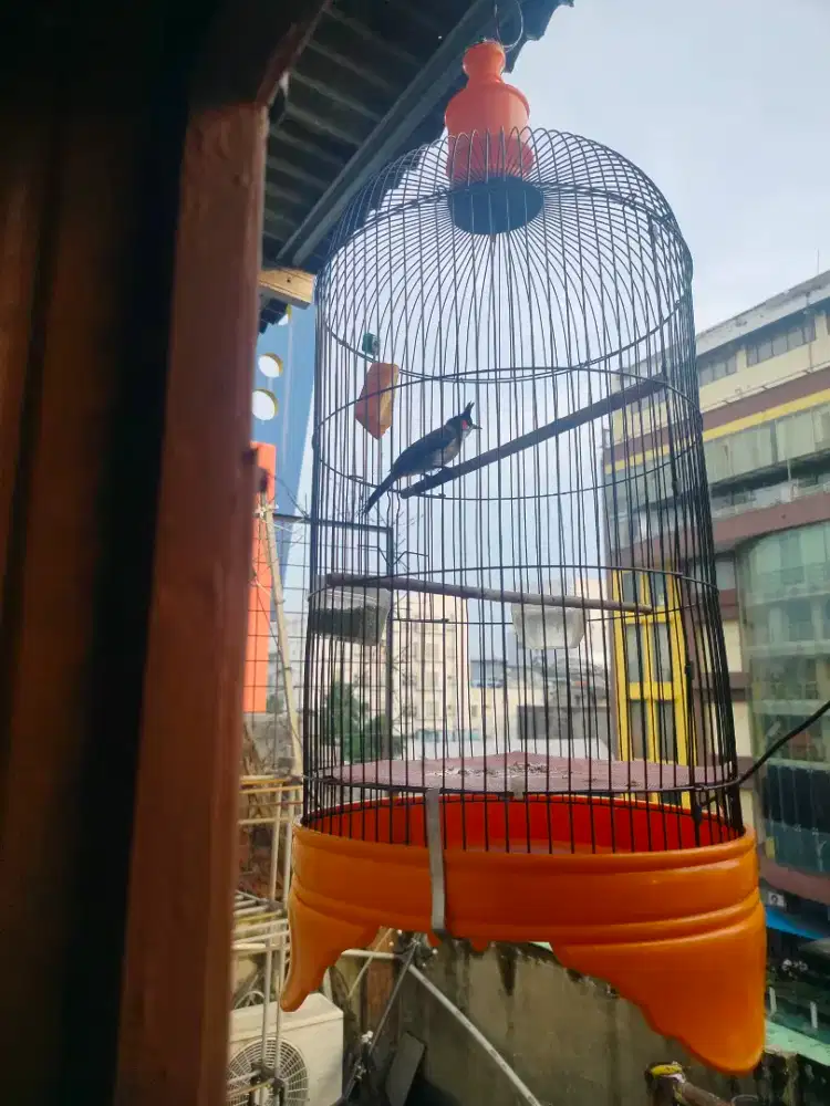 Burung kutilang malaysia