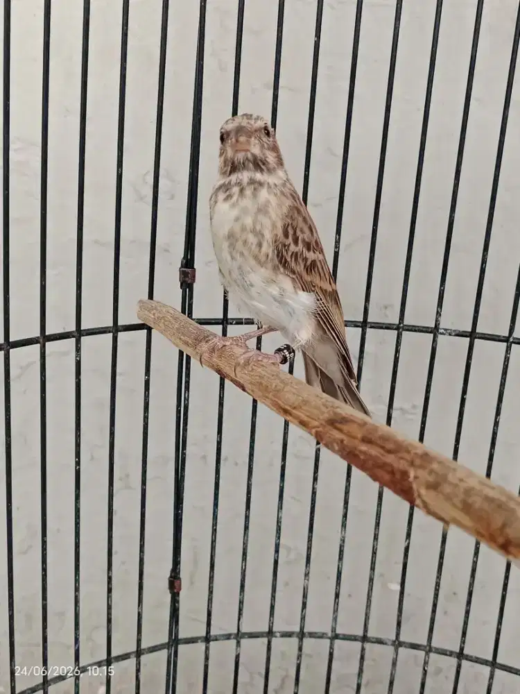 Burung Blakstrout PAUD jantan garansi