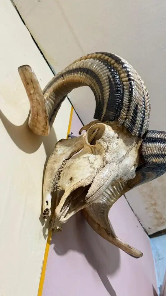 Koleksi antik dan menarik