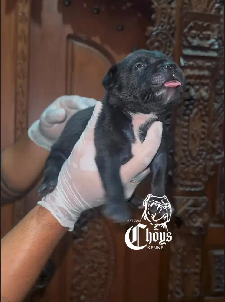 Puppy Pitbull Betina