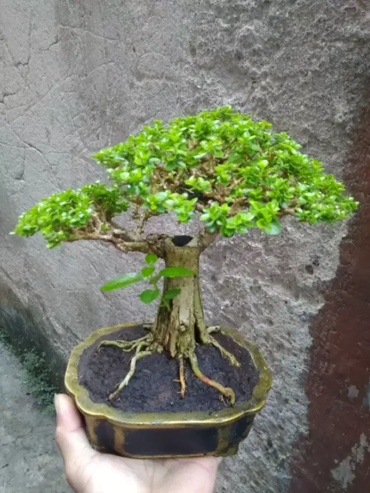 Bonsai Sancang Mame Prokar