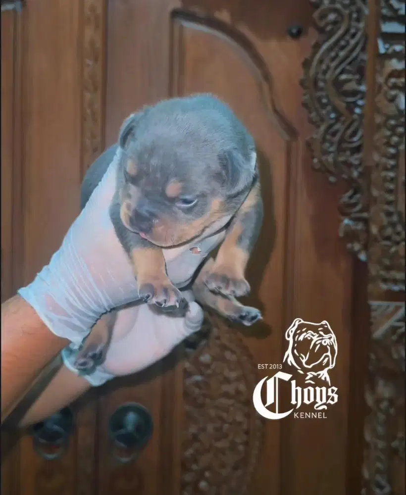 Pitbull Puppy Betina