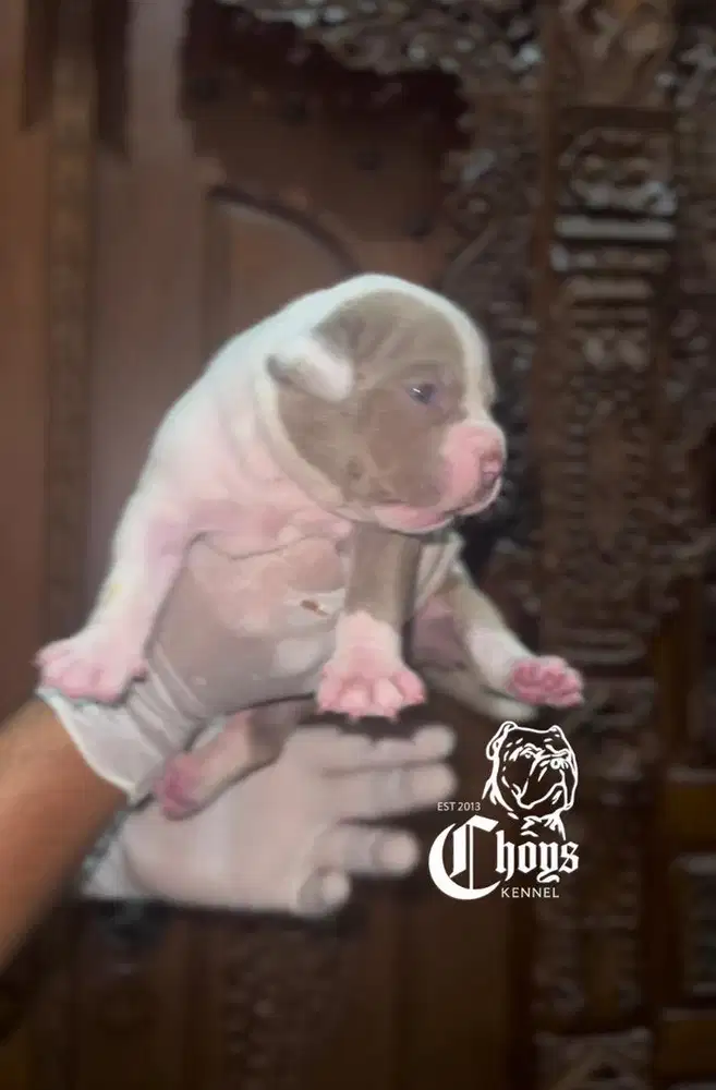 Pitbull Puppy Betina