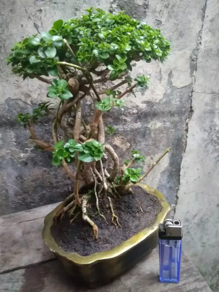 Bonsai Sancang Mame of Root