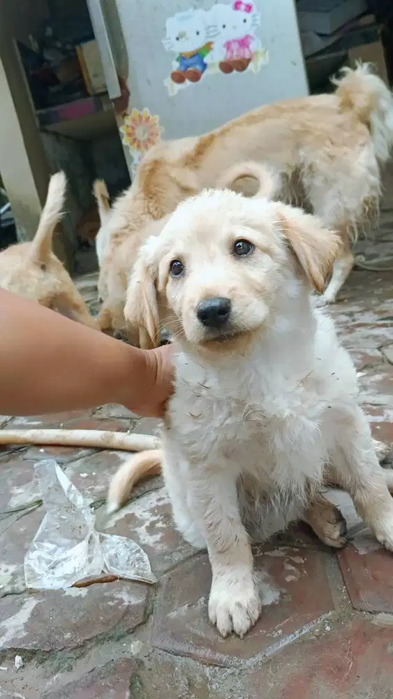 Anak anjing golden retriever