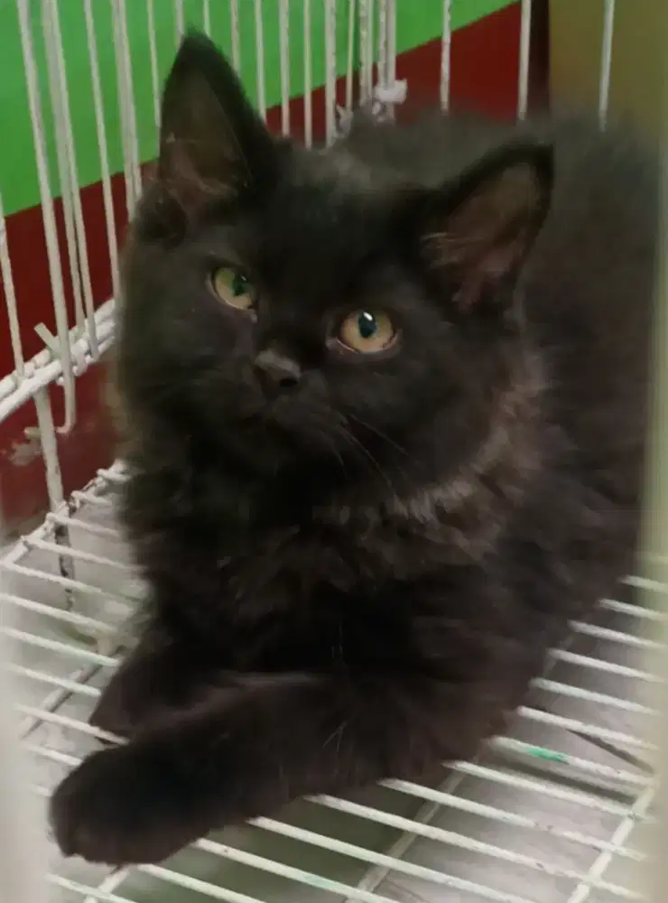 Dijual Cepat Perekor Anak Kucing Persia Bulu Kapas