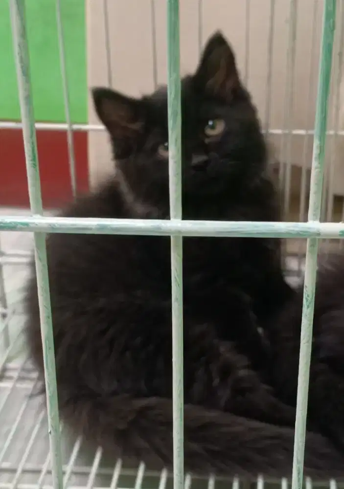 Dijual Cepat Perekor Anak Kucing Persia Bulu Kapas