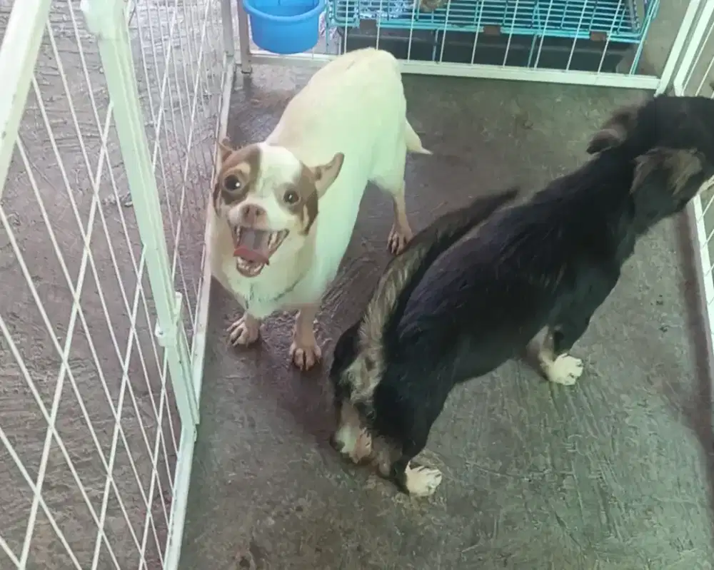 Chihuahua betina non stambum