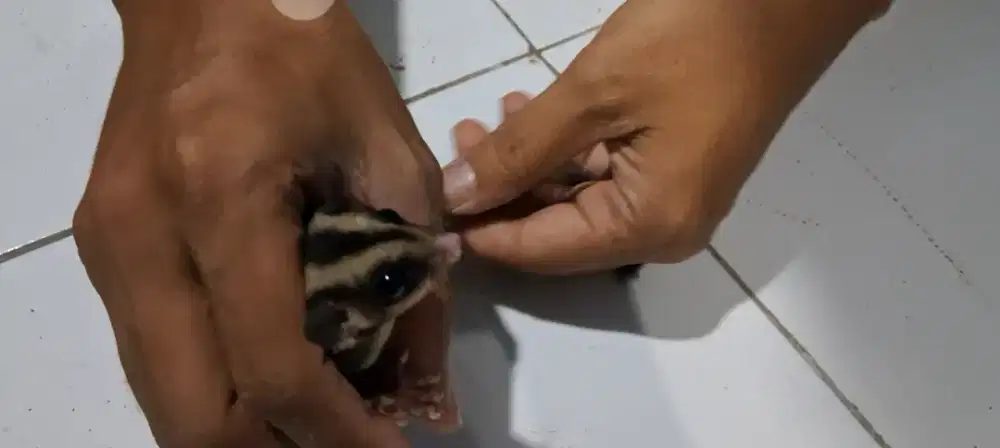 Sugar Glider Joey Betina