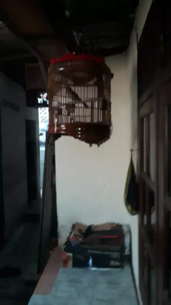 Wambi rawatan jantan