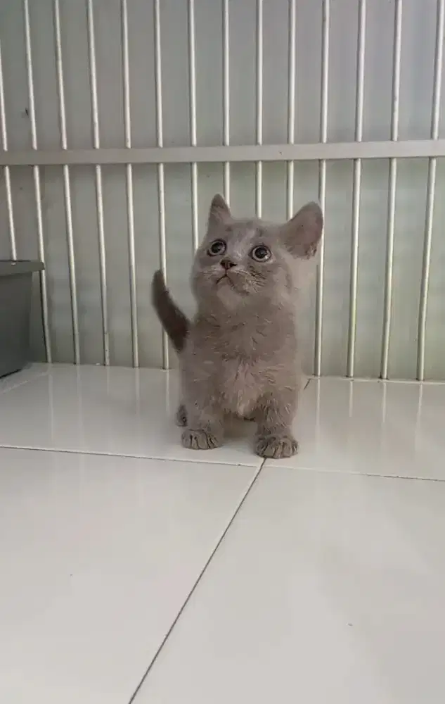MUNCHKIN BSH BLUE