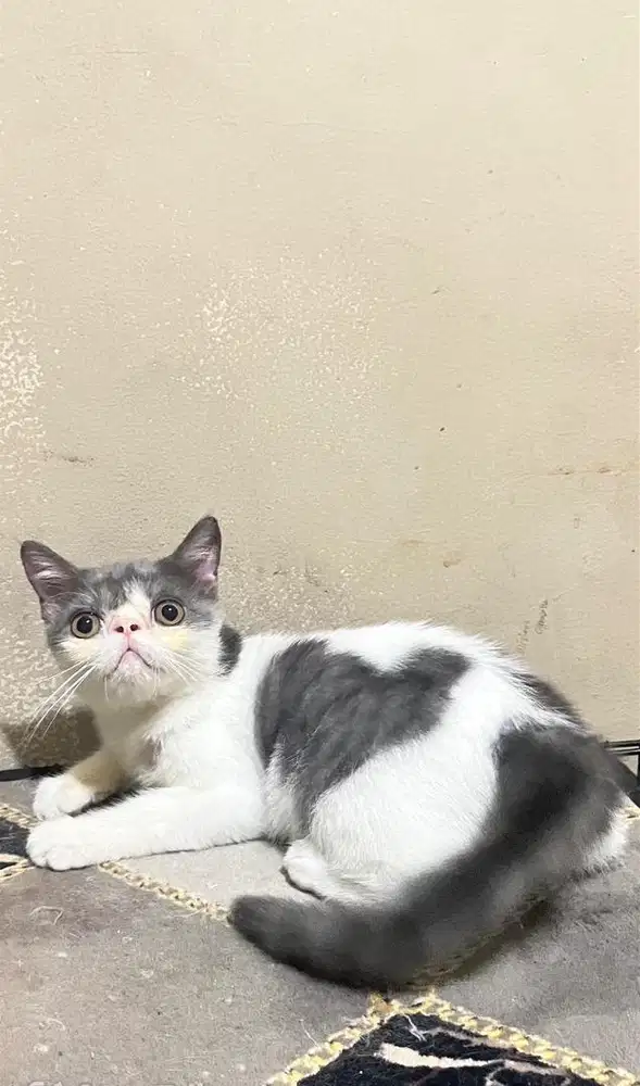 Exotic mix bsh jantan