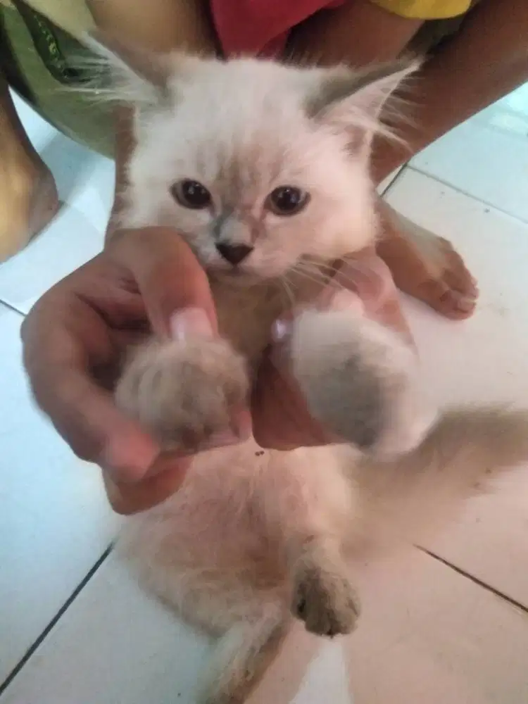 Kucing persia himalaya usia 3bulan