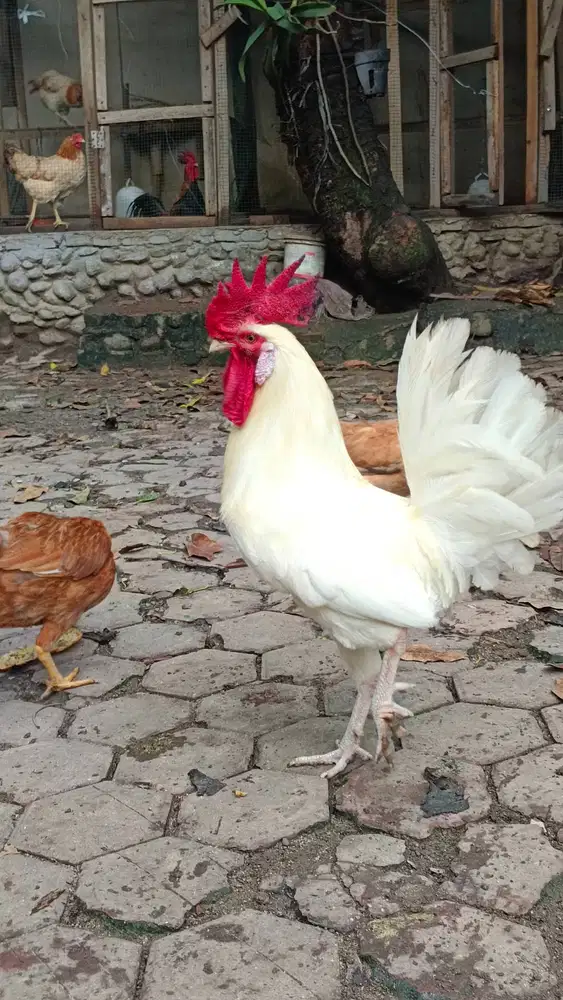 Ayam White legon