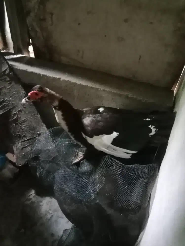 Djual bebek entok betina dewasa
