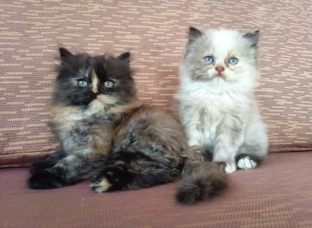 Jual Kitten Persian