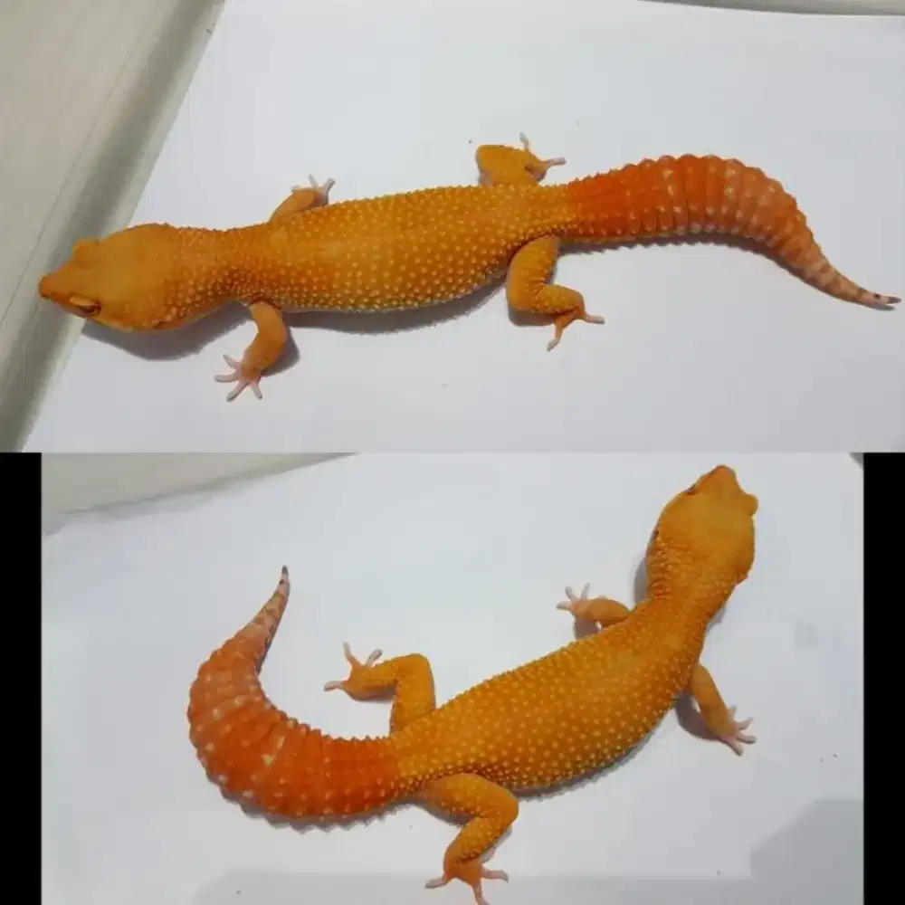 Di jual Gecko kondisi sehat