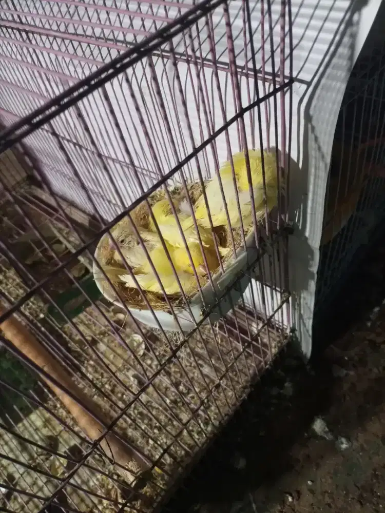 Kenari Paud 4 ekor murah