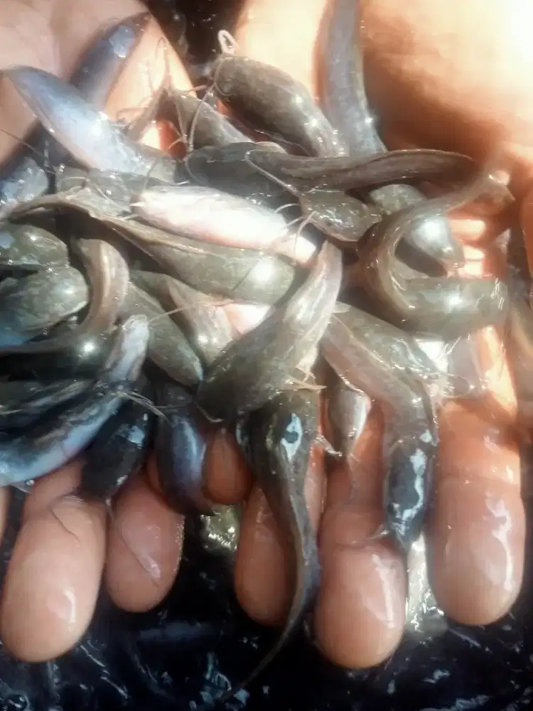 Bibit lele Sangkuriang