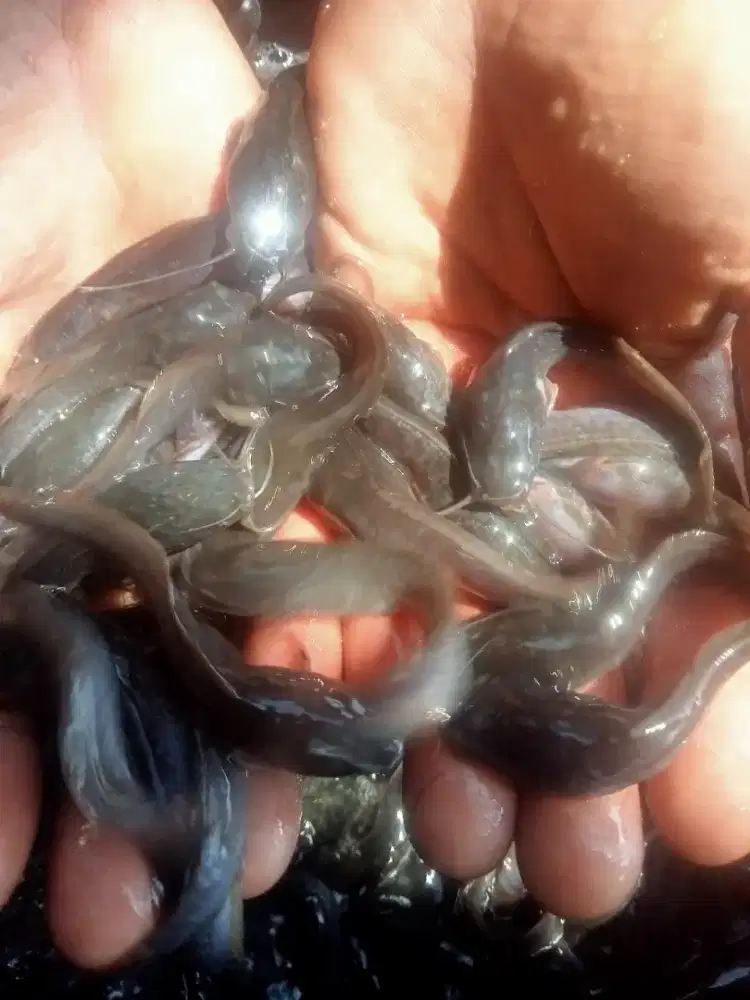 Jual ikan lele jenis Sangkuriang ukuran 8/9