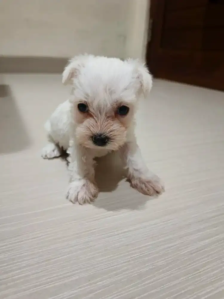 Schnauzer puppy betina