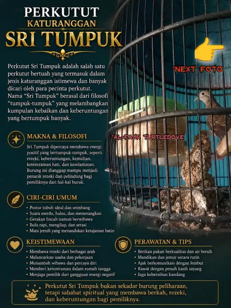 Burung perkutut lokal katuranggan Sri tumpuk