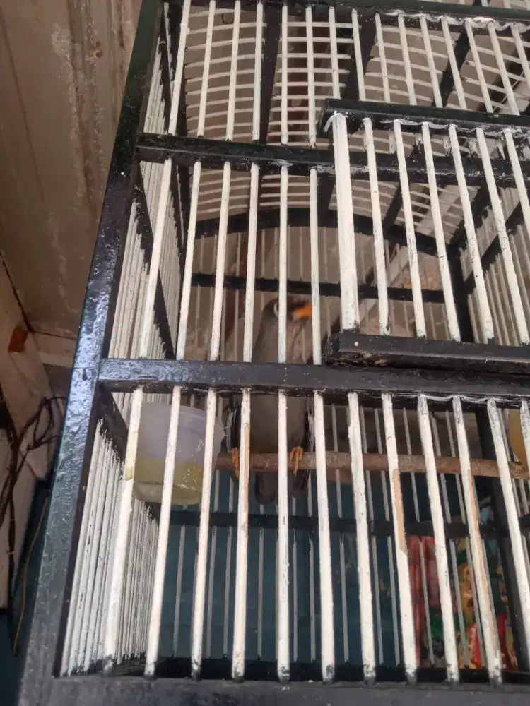 Jual cpt takut ga ke urus Burung mulus no minus