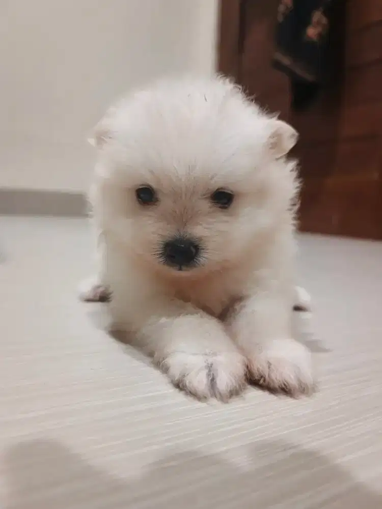 Minipom betina puppy