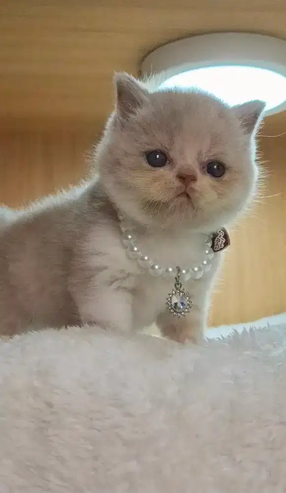 KUCING BRITISH SHORTHAIR