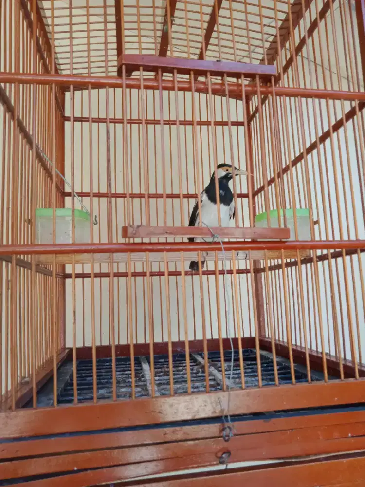 Jual burung jalak suren