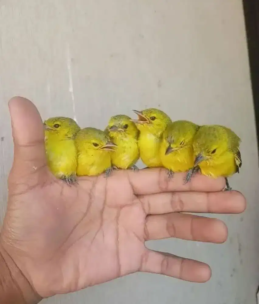 Anakan cipeww  sirtu