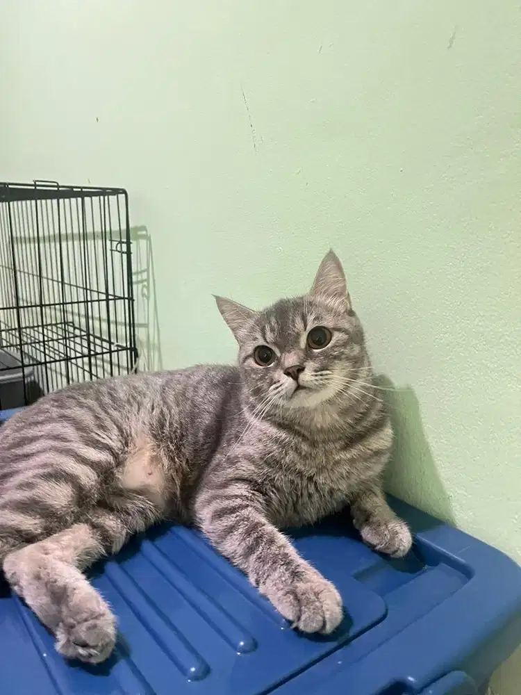 British shorthair mixdom