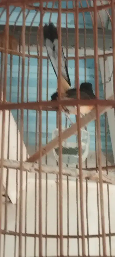 MB rawatan kaki hitam