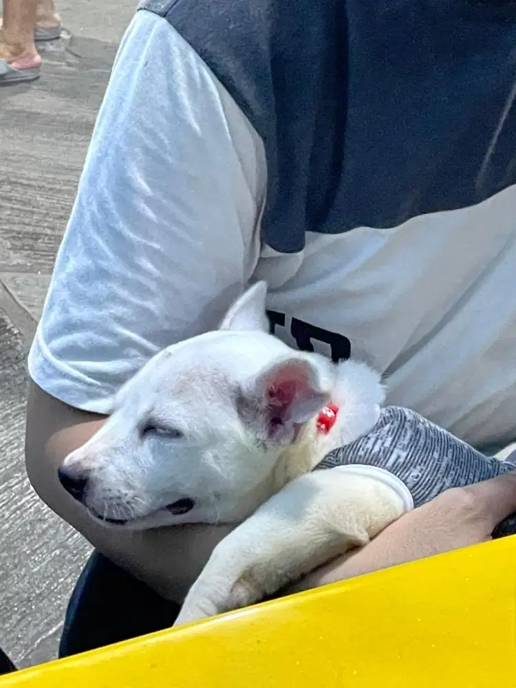 Puppy lucu baru lahir