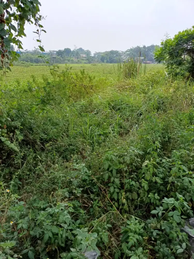 Dijual Tanah msh bahan area Cakung ada rawa kedlman 1.5 mtr