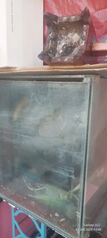 Aquarium panjang 60 lebar 30 tinggi 40