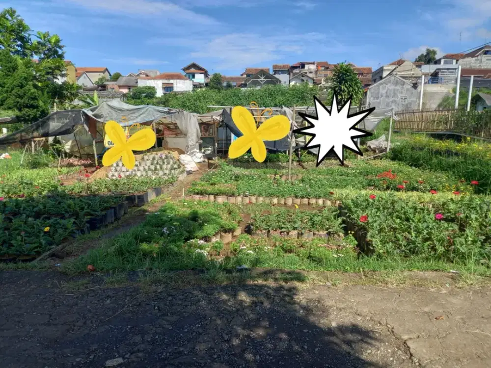 Dijual tanah siap bangun Cihideung Lembang