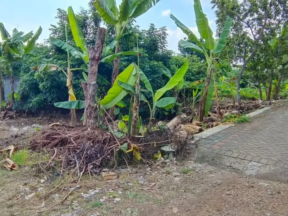 Tanah Kampung Murah Cocok Untuk Investasi di Mangunsari Gunungpati
