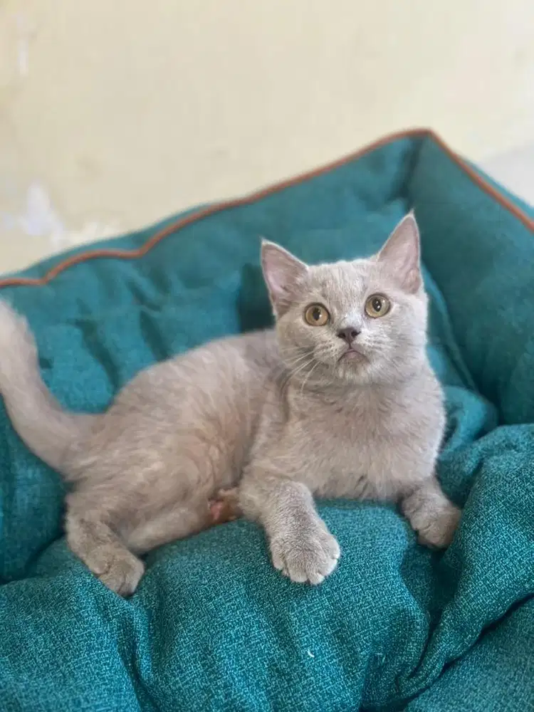 BSH munchkin NS straight