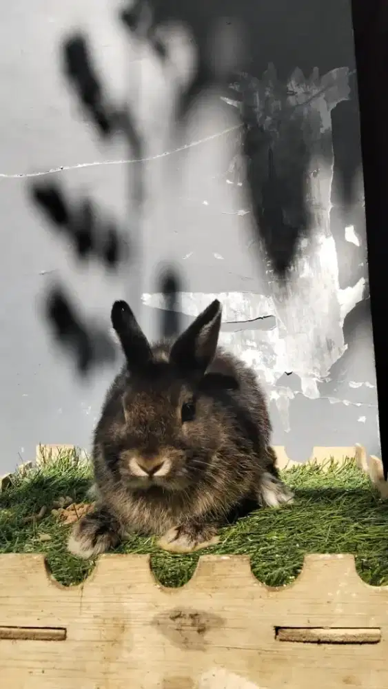 Dijual kelinci jenis Netherland Dwarf