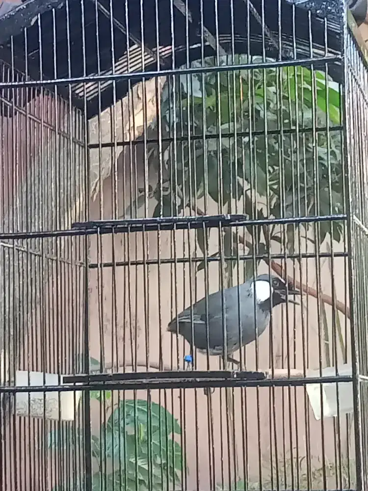 Jual burung poksay jantan
